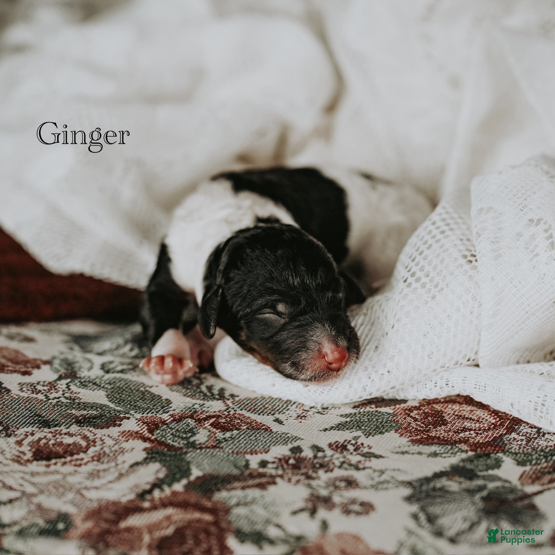 Standard Poodle dogs Ginger - Ad 32