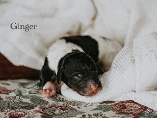 Standard Poodle dogs Ginger - Ad 22