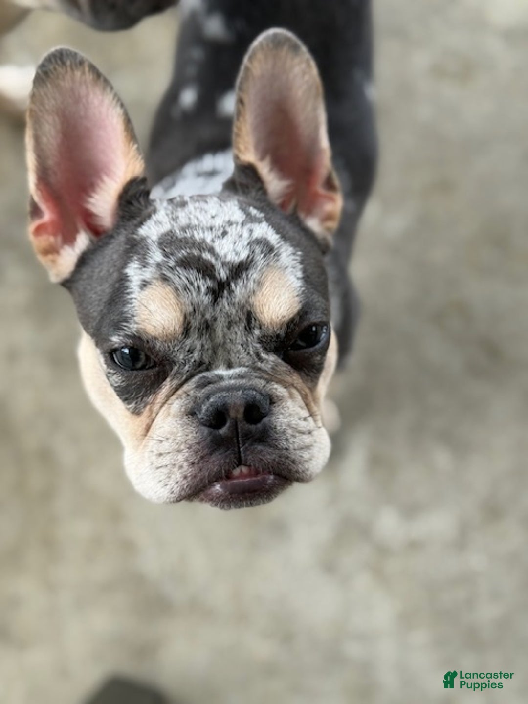 French Bulldog dogs for sale: Neptune - Ad 3