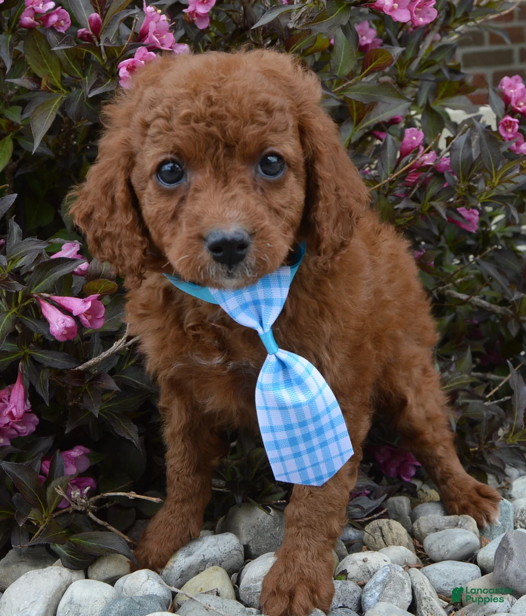 Cavapoo dogs for sale: Caesar - Ad 1