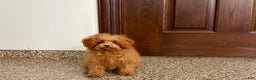 Maltipoo dogs for sale: Tiny Red  - Ad 9