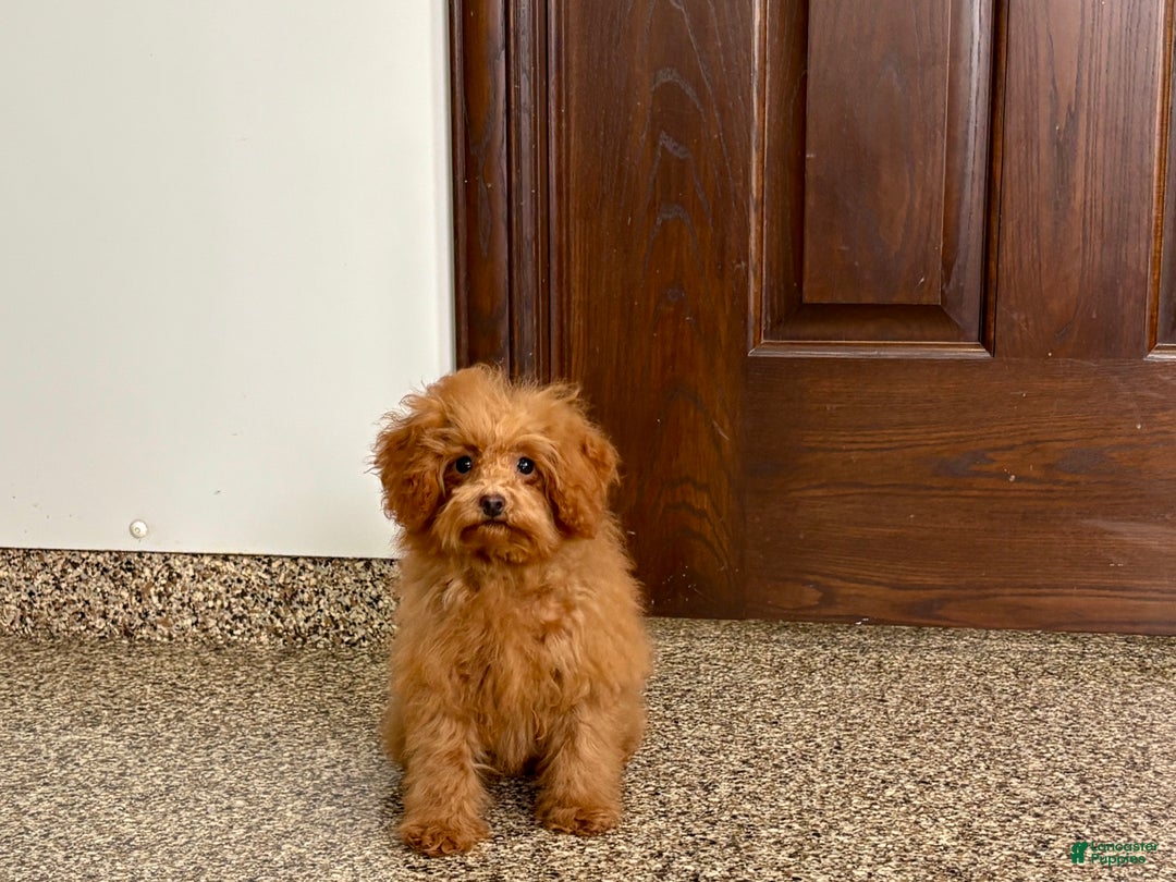 Maltipoo dogs for sale: Tiny Red  - Ad 9
