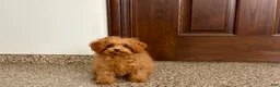 Maltipoo dogs for sale: Tiny Red  - Ad 6