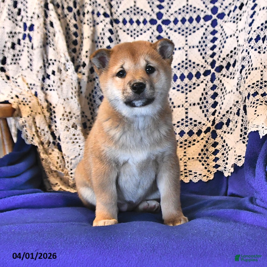 Shiba Inu dogs Rosie June - Ad 1