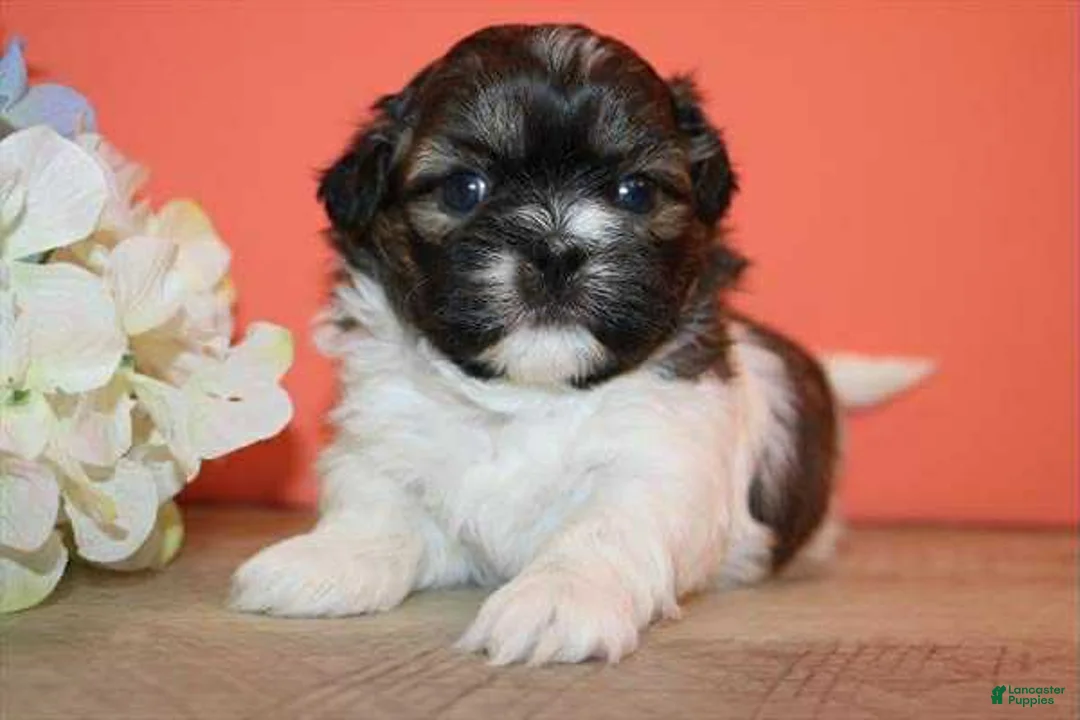 Shih Tzu dogs for sale: Cookie - Ad 1