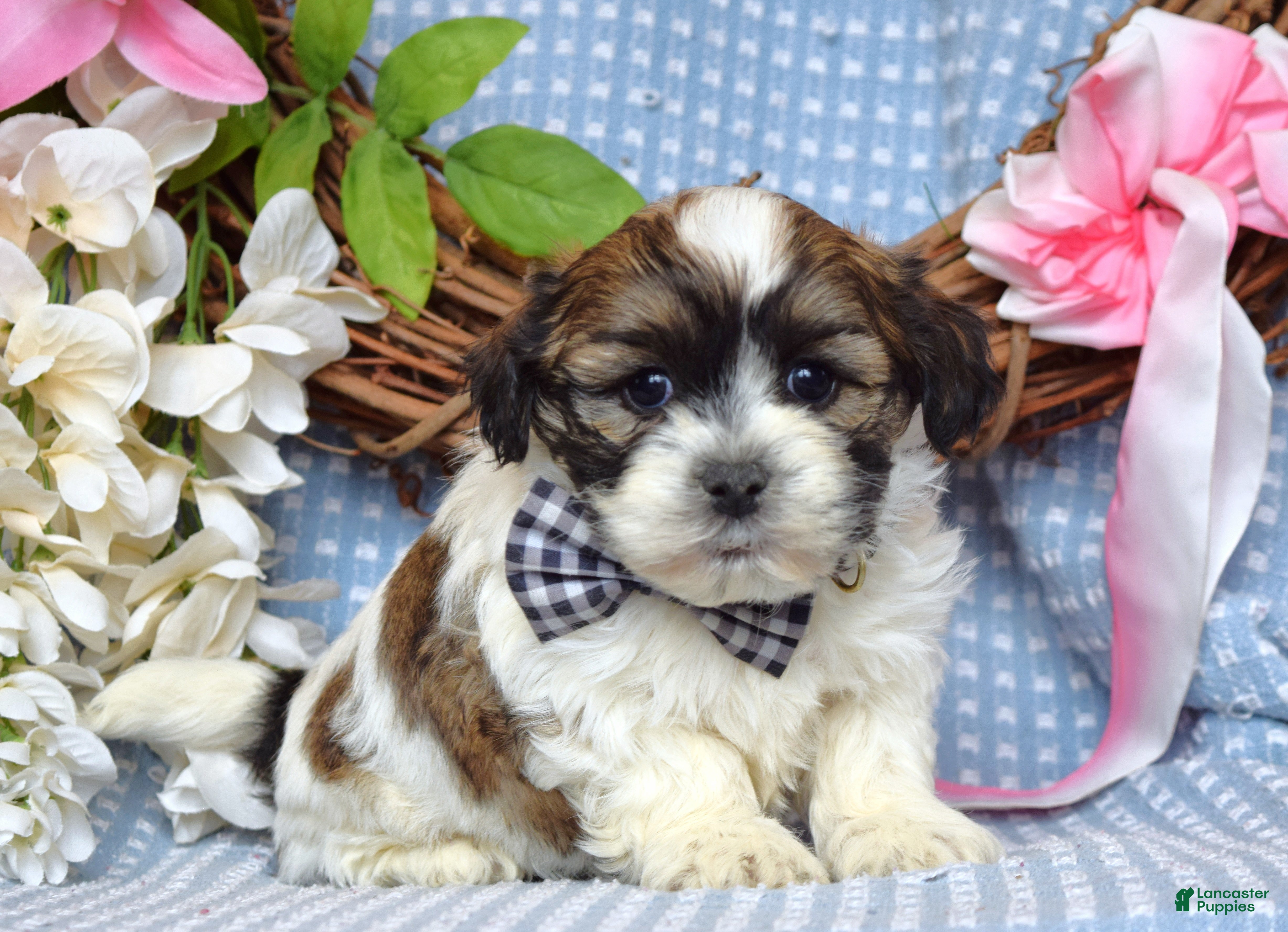 Teddy Bear dogs Tanner  - Ad 2