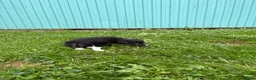 Border Collie dogs for sale: Jen Border Collie  - Ad 4