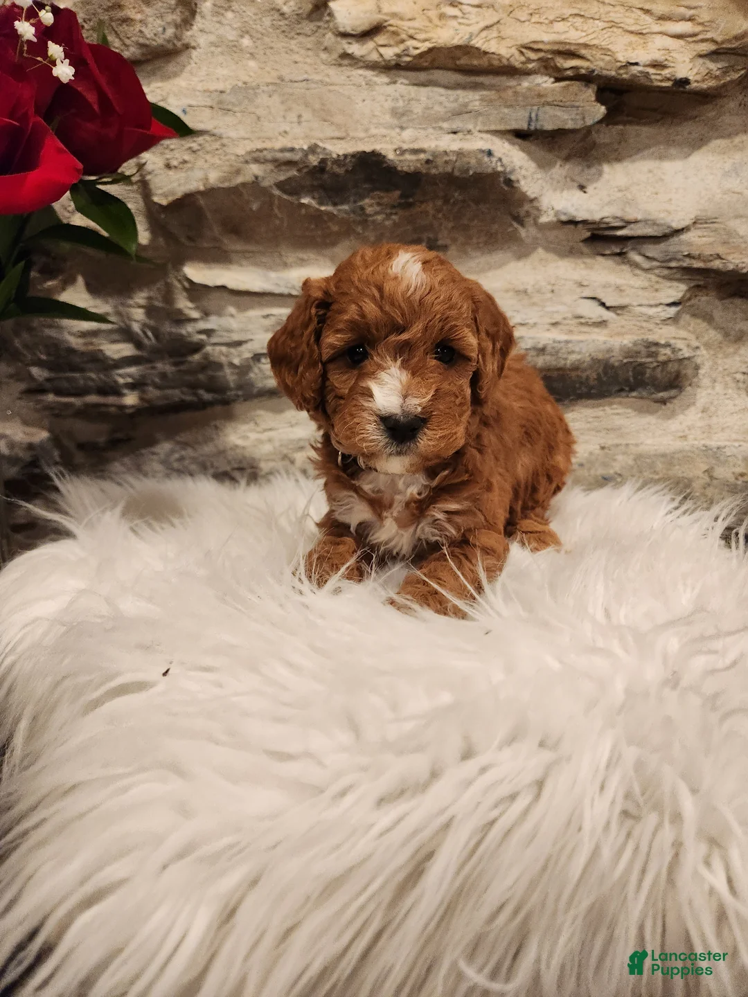 Mini Bernedoodle dogs for sale: CALLIE - MINI BERNEDOODLE LOVELY PUPPY (RICHLAND, PA) - F1BB. - Ad 2