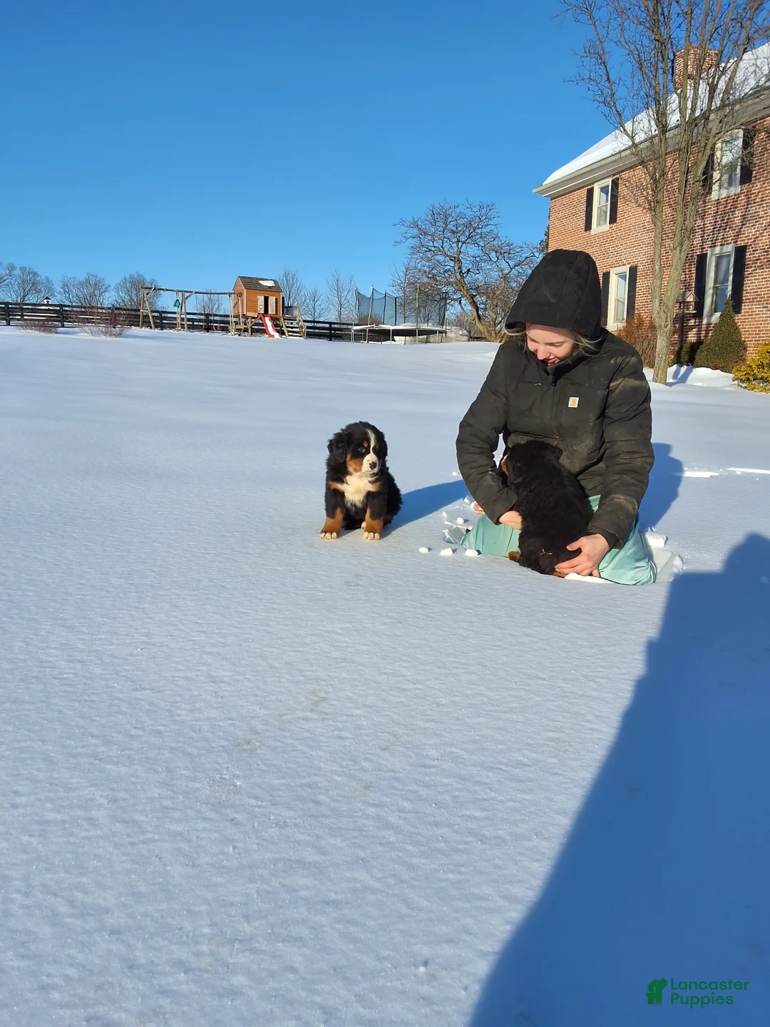 Bernese Mountain Dog dogs for sale: Bernese Mountain Dog Puppy 2 - Ad 3