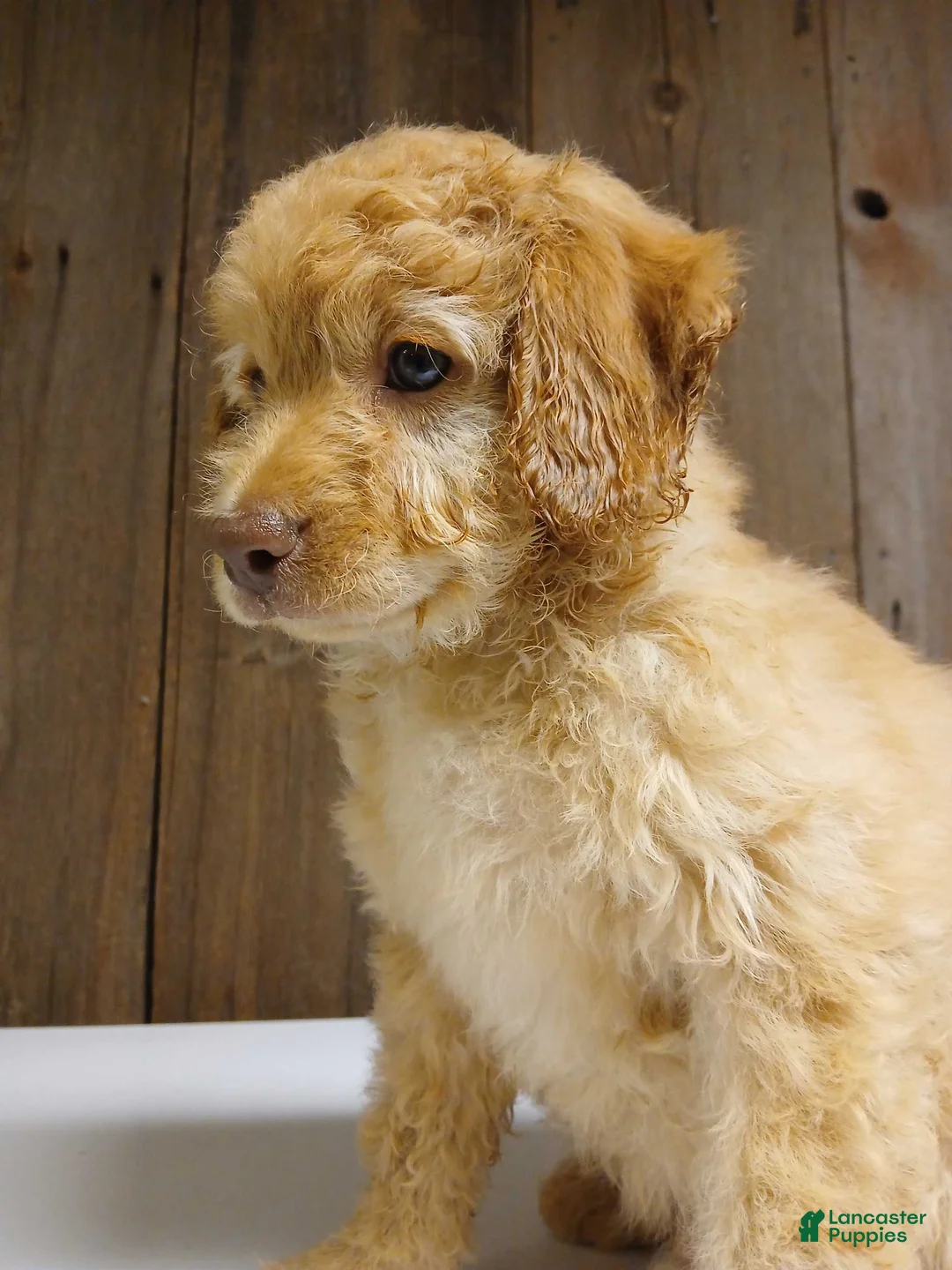Cavapoo dogs for sale: Theodore, A Handsome, Cuddly F1B Cavapoo Boy   - Ad 1