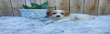 Benson
