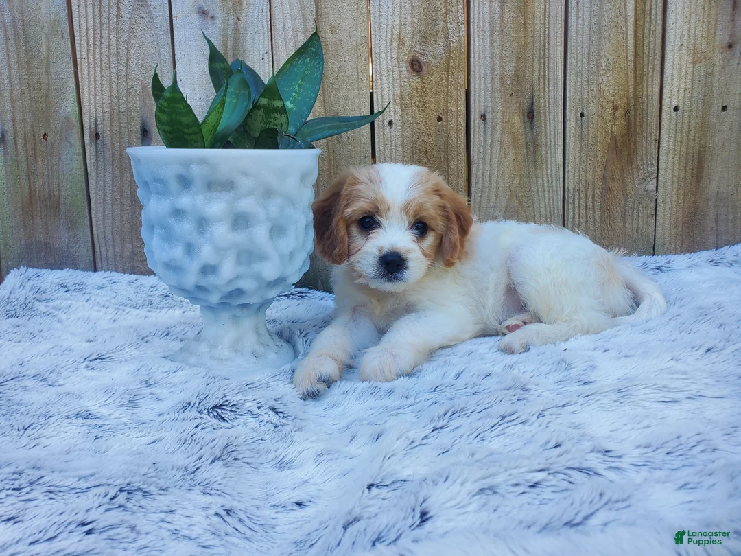 Cavachon dogs for sale: Benson - Ad 1