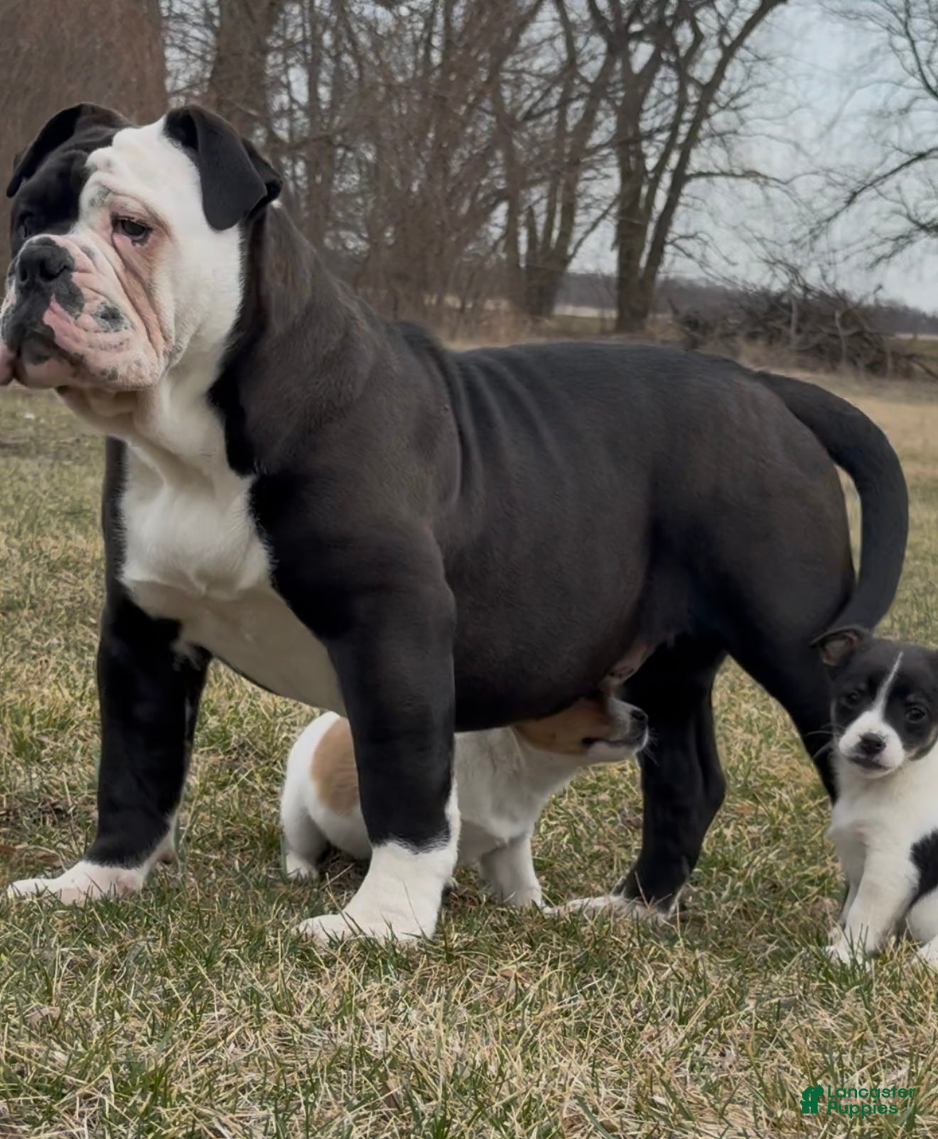 Olde English Bulldogge (Olde English Bulldogge, Male) in Crystal Lake, IL