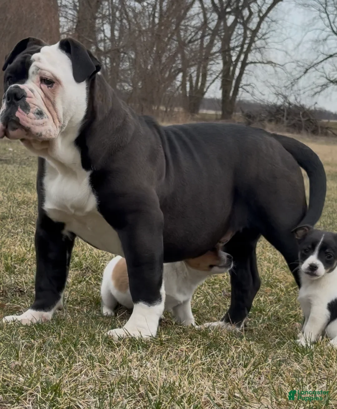 Olde English Bulldogge dogs for sale: Olde English Bulldogge 1 - Ad 1