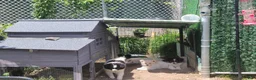 Pomeranian dogs for sale: Oreo - Ad 24