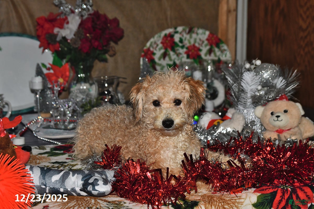 Bichpoo dogs Cowboy - Ad 4