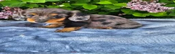 Dachshund dogs for sale: Peggy - Ad 4