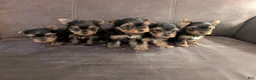Yorkshire Terrier dogs for sale: Yorkshire Terrier 5 - Ad 4