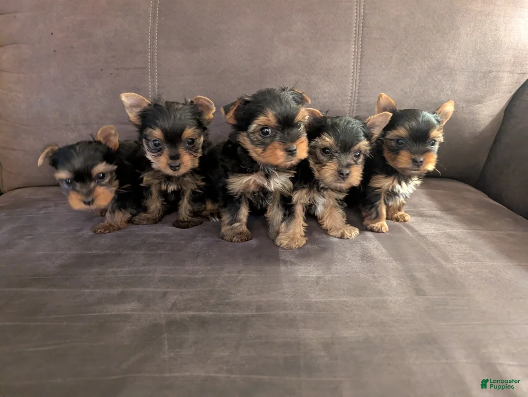 Yorkshire Terrier dogs for sale: Yorkshire Terrier 5 - Ad 4