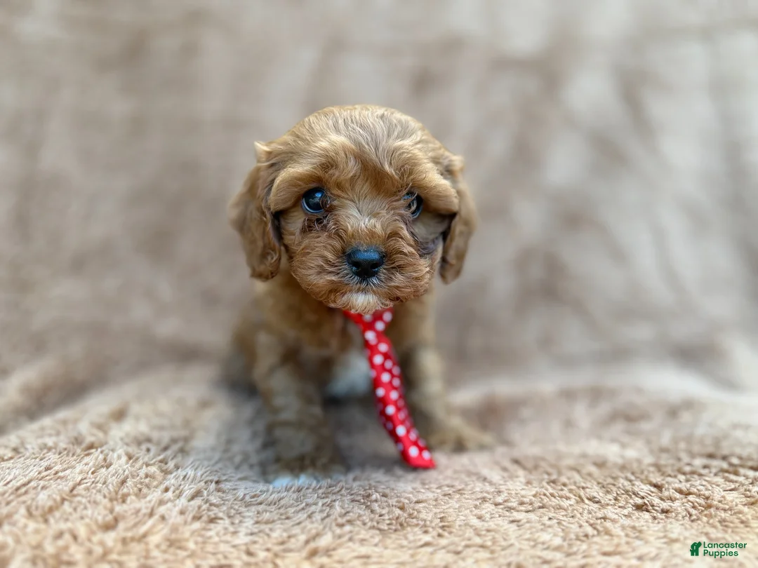 Cavapoo dogs for sale: Noah - Ad 1