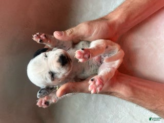 Dalmatian dogs Dalmatian Puppy 6 - Ad 3