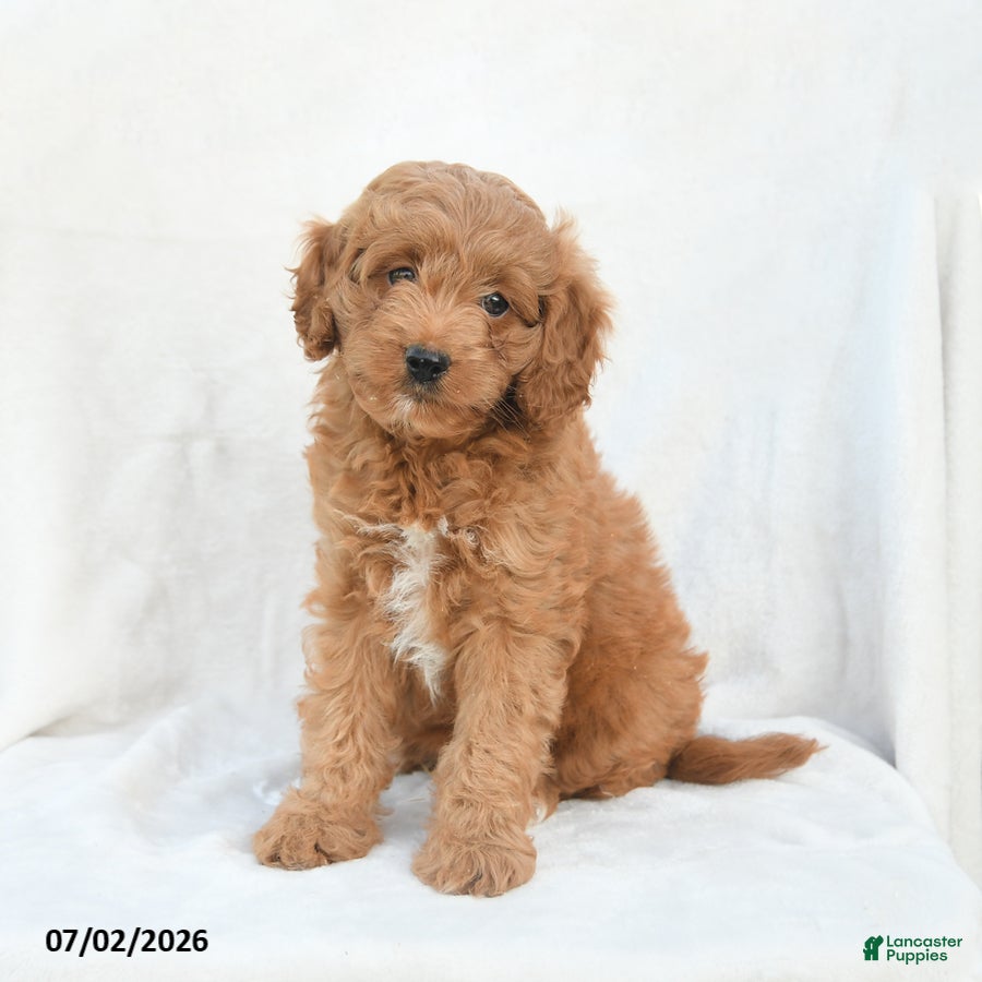 Cavapoo dogs Hope - Ad 1