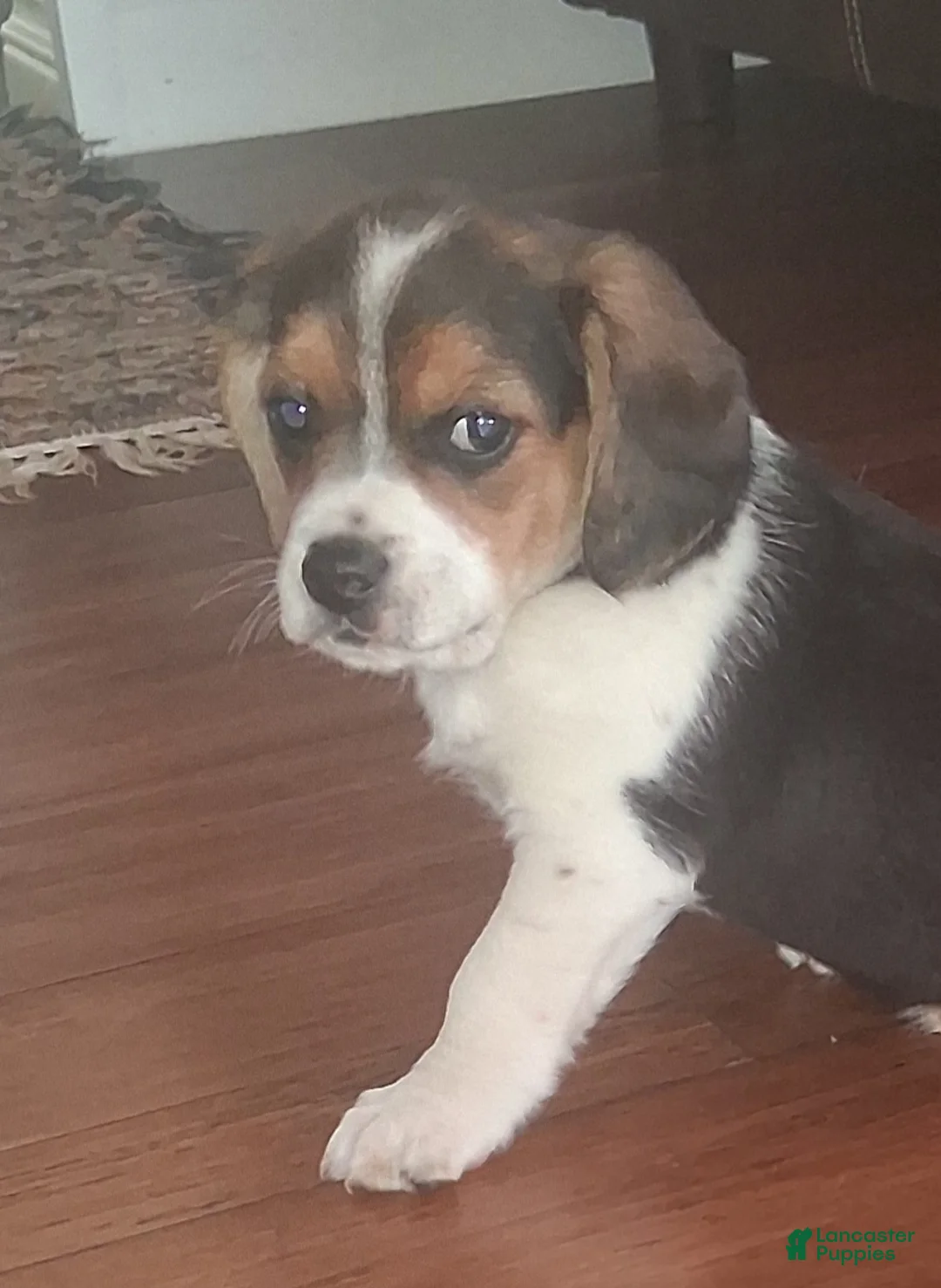 Beagle dogs for sale: Jessie - Ad 2