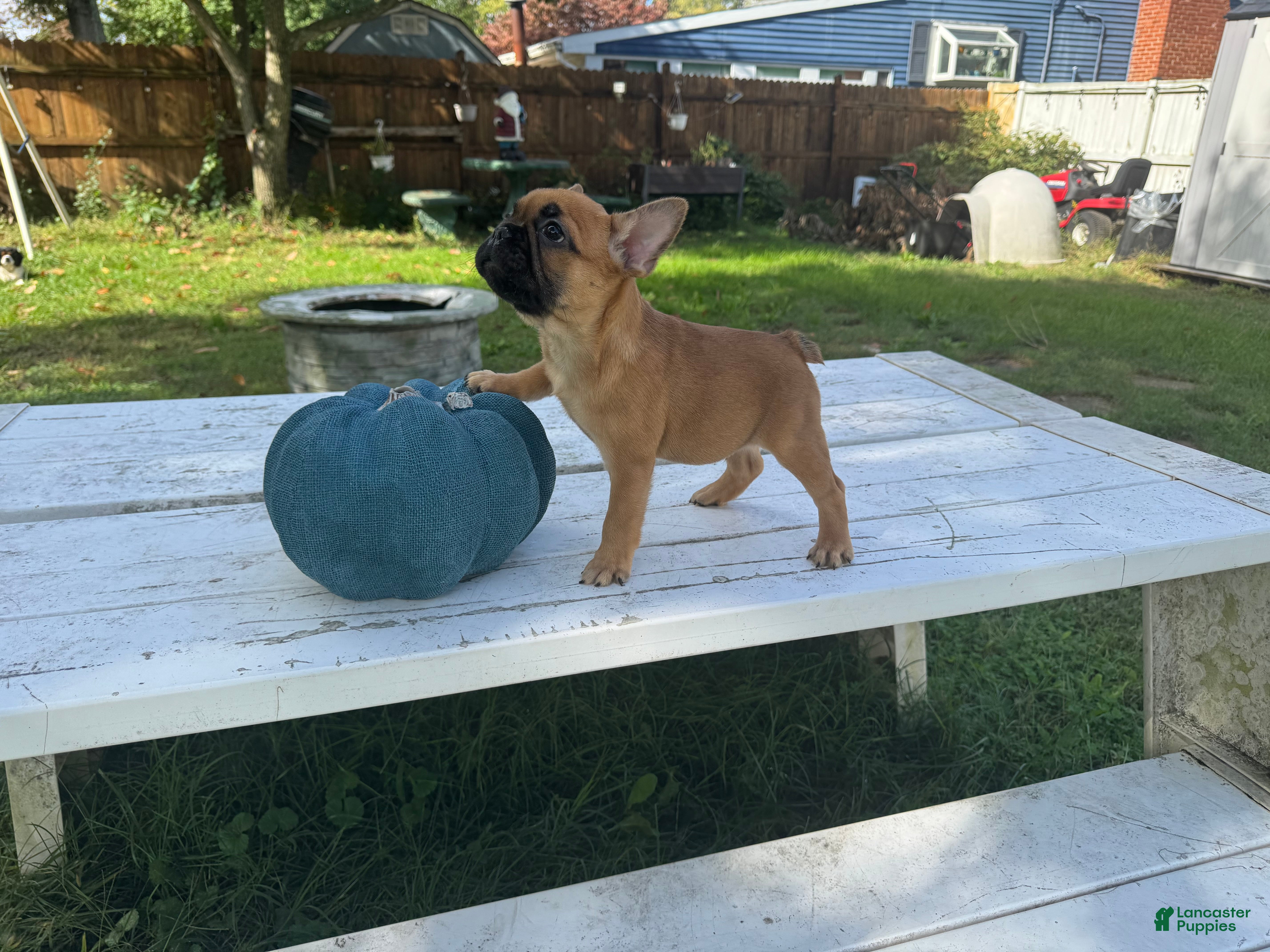 French Bulldog dogs Pou - Ad 2