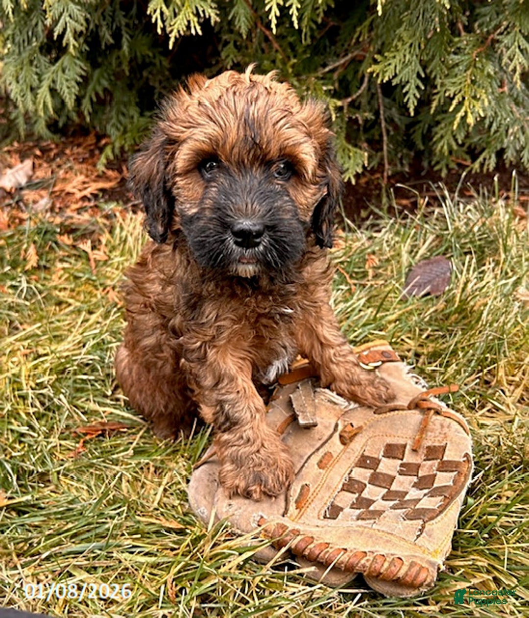 Whoodle dogs for sale: Ember - Ad 3