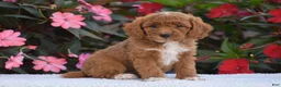 Mini Goldendoodle dogs for sale: Annabelle - Mini F1BB - Ad 6