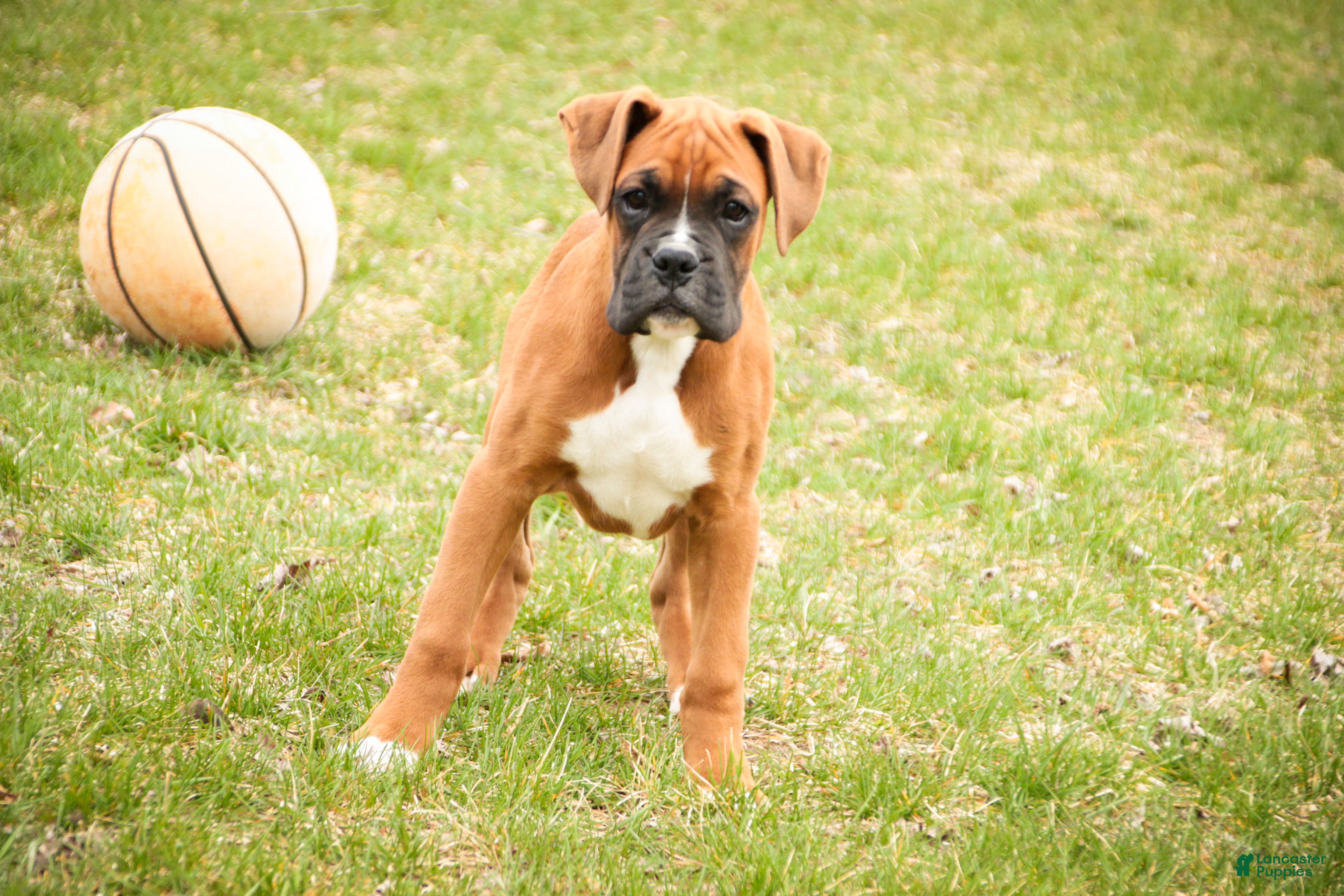 Boxer dogs Espresso - Ad 2