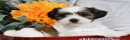 Mixed Breed dogs for sale: Gemma - Ad 10