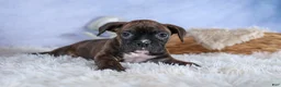 Boxer dogs for sale: Striker - Ad 9