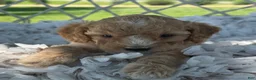 Cavapoo dogs for sale: Chase - Ad 5