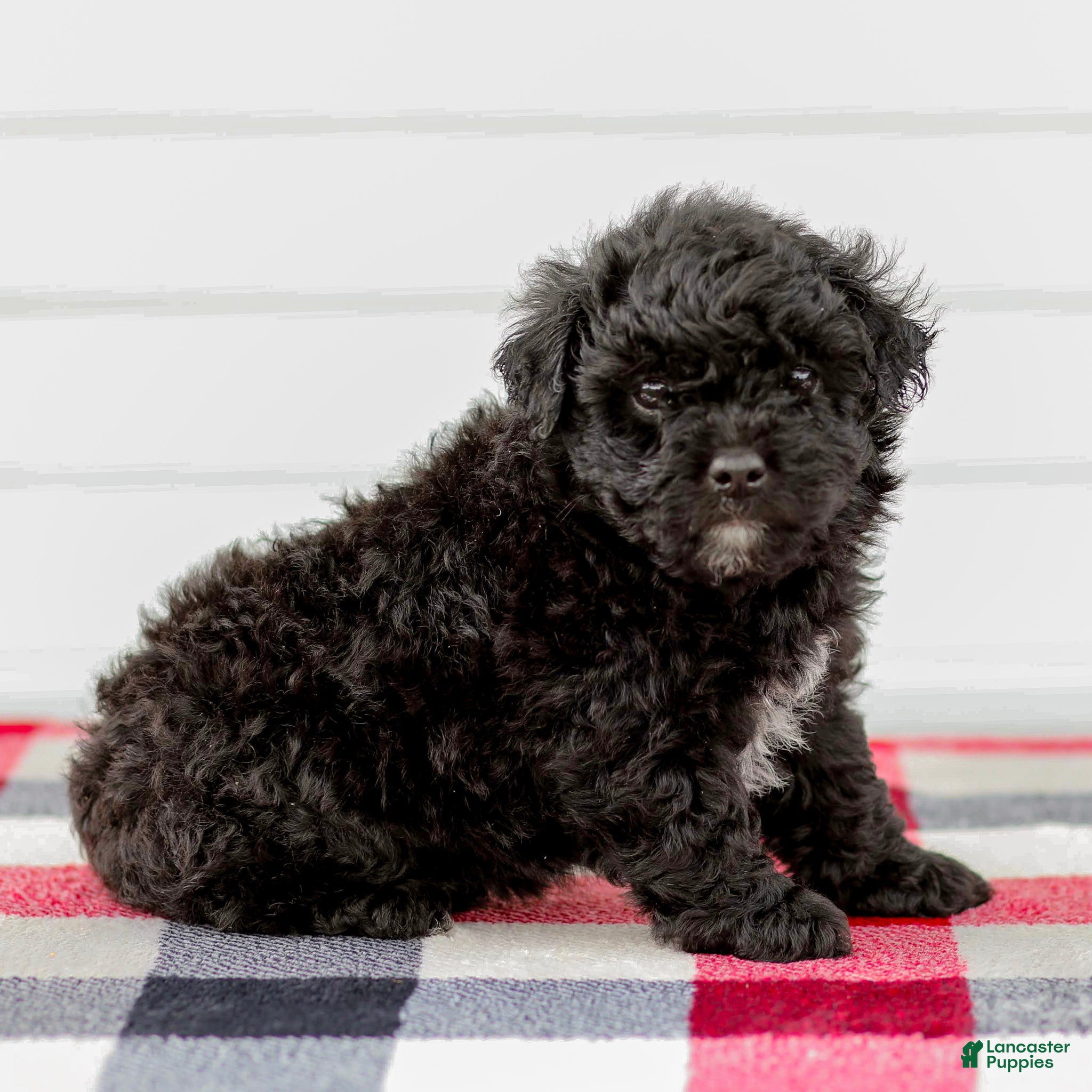 Mini Aussiedoodle dogs Chloe - Ad 1