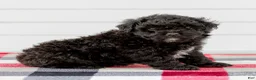 Mini Aussiedoodle dogs for sale: Chloe - Ad 2