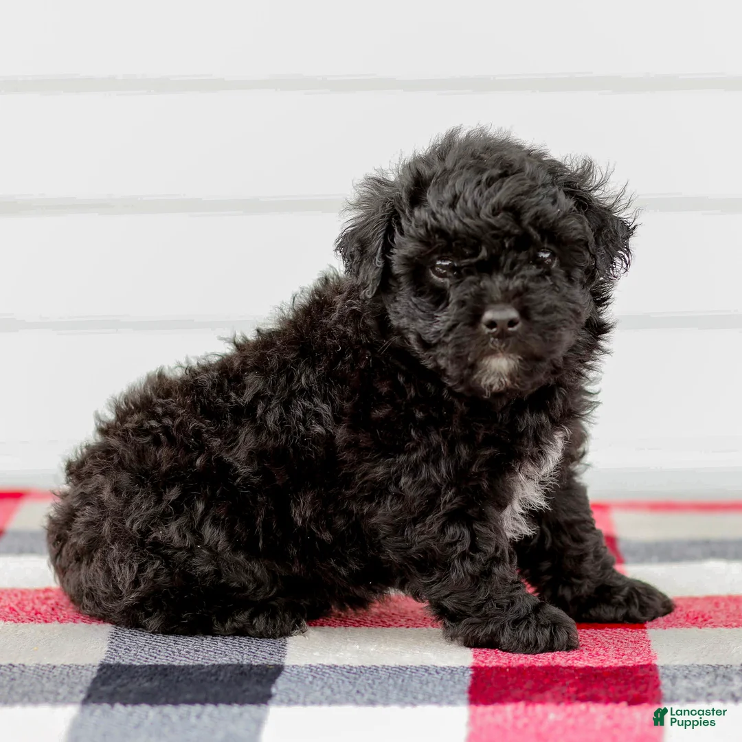 Mini Aussiedoodle dogs for sale: Chloe - Ad 2