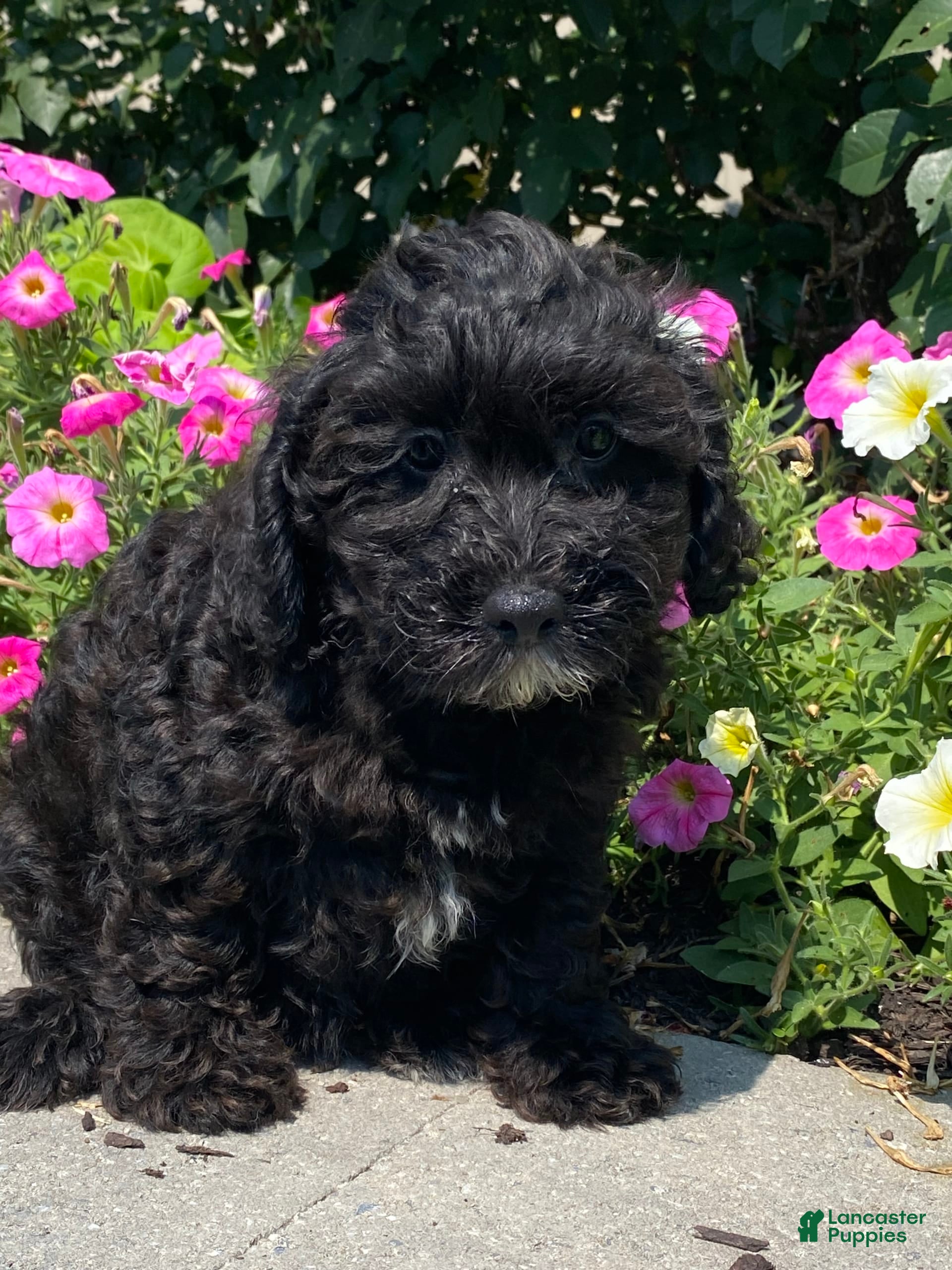Lhasa Apso Poodle X Puppies For Sale Miniature Poodle Lhasa Apso