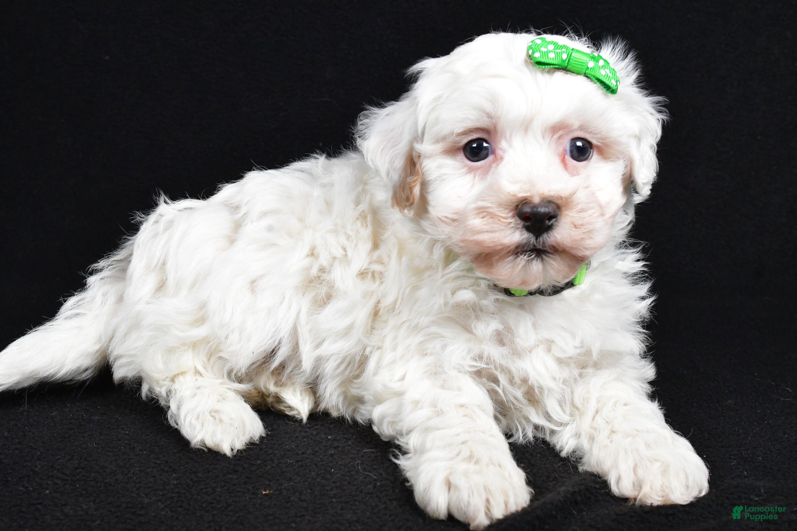 Maltipoo dogs Joshua - Ad 5