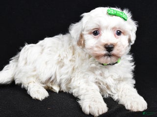 Maltipoo dogs Joshua - Ad 37