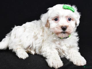 Maltipoo dogs Joshua - Ad 6