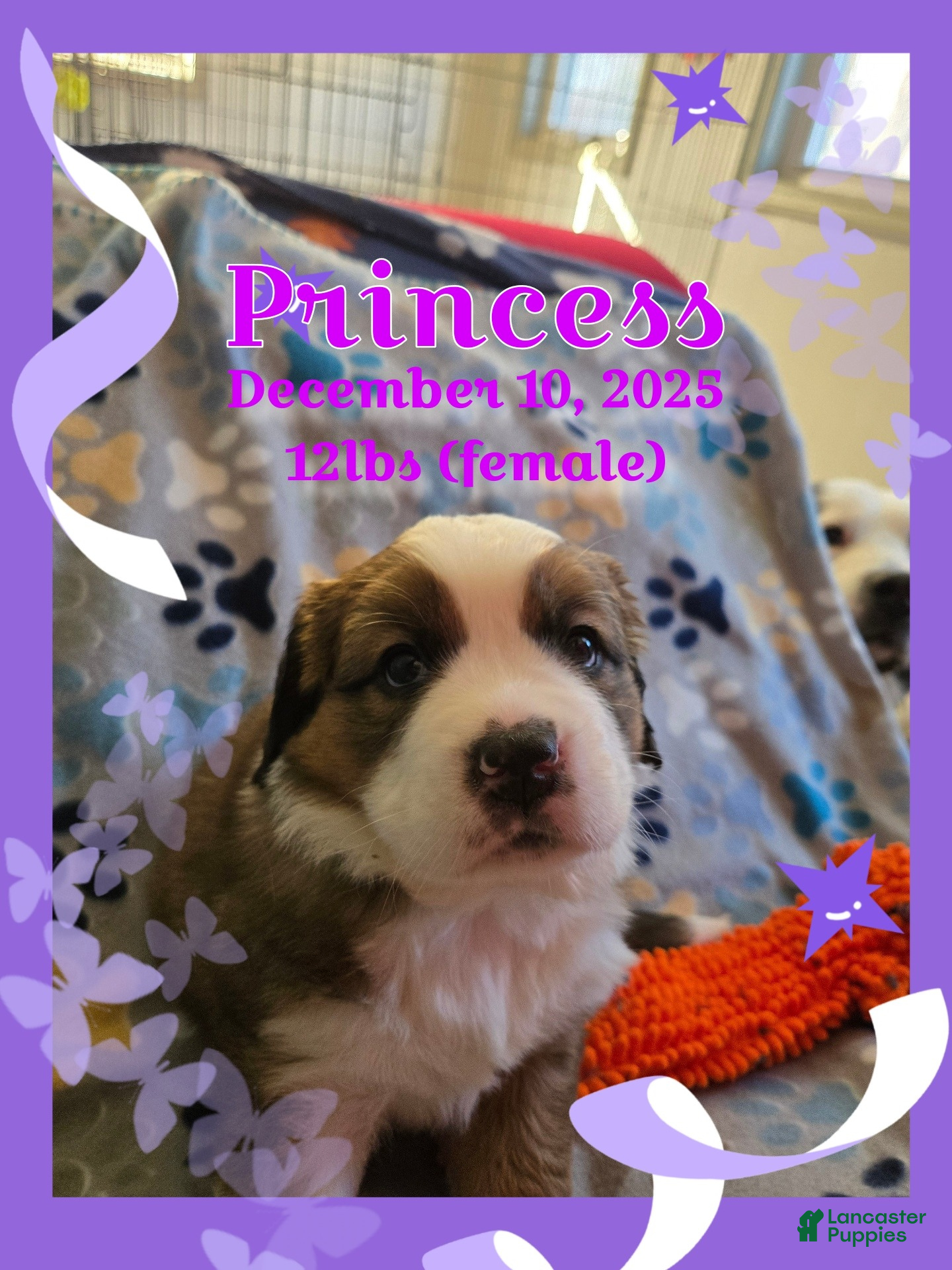 Mixed Breed dogs Princess - Ad 32