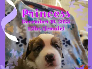 Mixed Breed dogs Princess - Ad 32