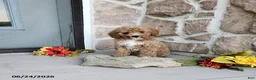 Mini Goldendoodle dogs for sale: Rosa - Ad 1