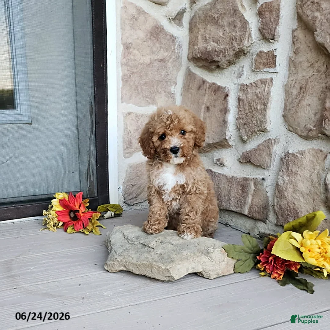 Mini Goldendoodle dogs for sale: Rosa - Ad 1