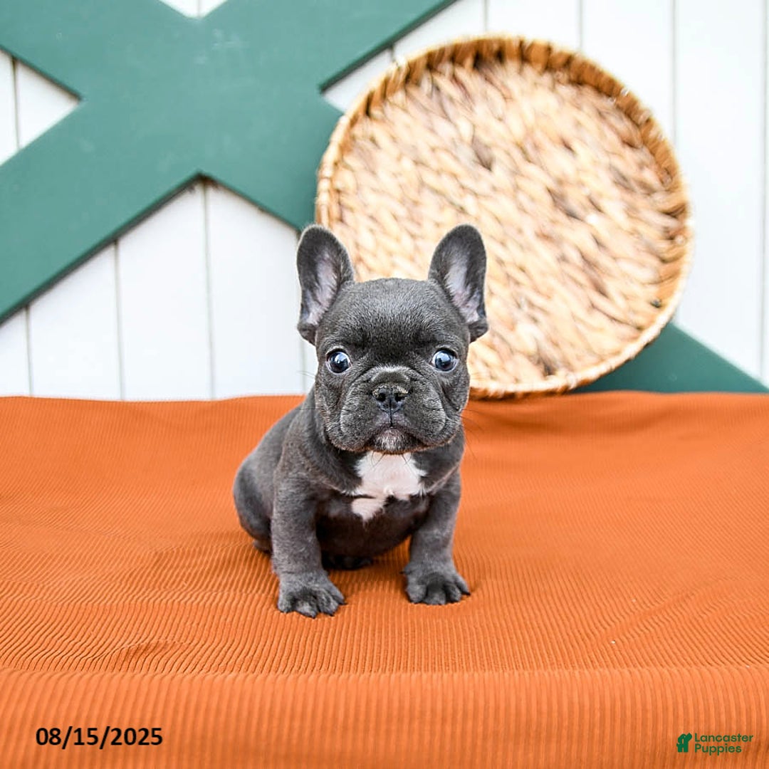 Ziggy for sale in Peach Bottom | Lancaster Puppies