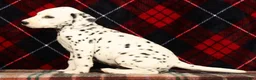 Dalmatian dogs for sale: Riley - Ad 6