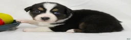 Australian Shepherd dogs for sale: Twig - Ad 4
