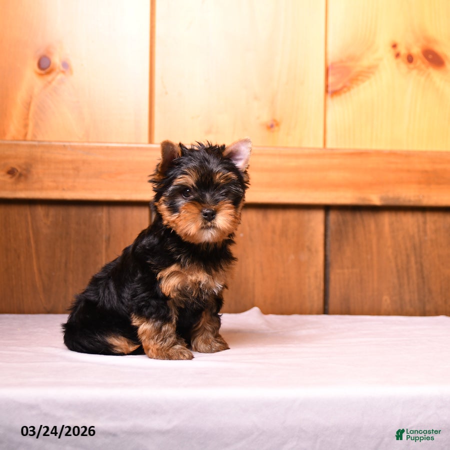 Yorkshire Terrier dogs Curly - Ad 1