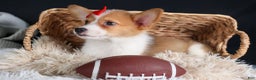 Welsh Corgi Pembroke dogs for sale: Irwin - Ad 10